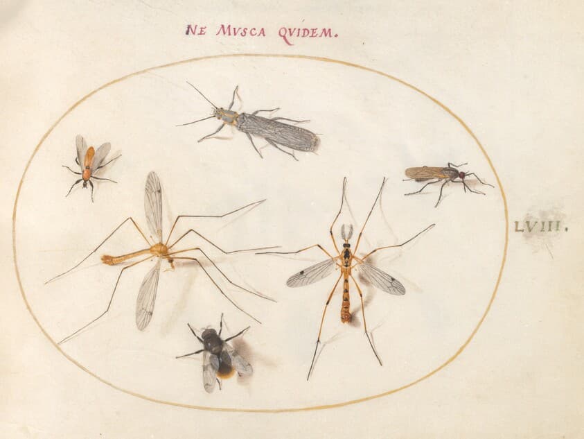 Plate 58: A Bee and Five Other Insects — Joris Hoefnagel