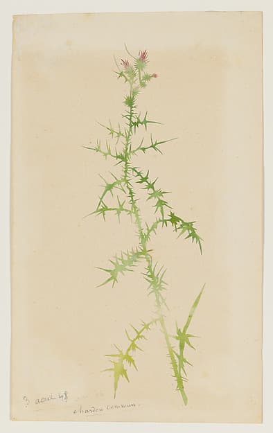 Common Thistle (Chardon Commun) — George Sand