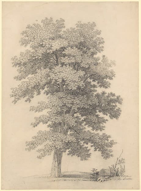 A Plane Tree — Jean Victor Bertin