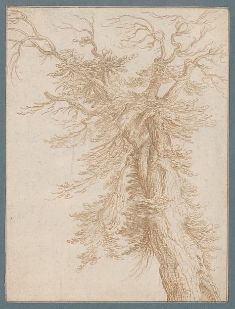 Study of a Tree — Jacques de Gheyn II