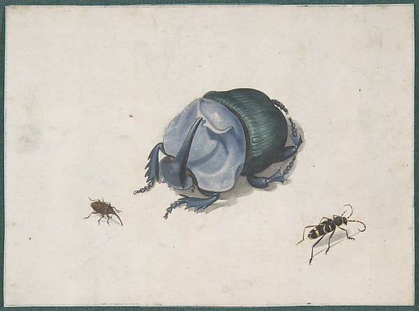 Studies of a Blue Beetle and Insects — Pieter Holsteyn II