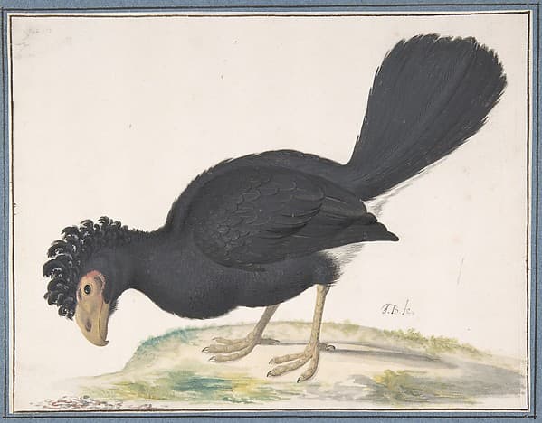 A Black Curassow — Johannes Bronckhorst