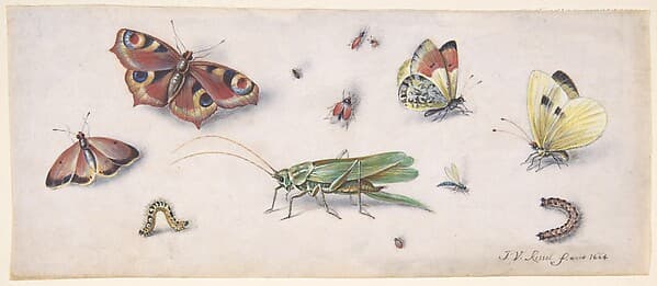 Insects, Butterflies, and a Grasshopper — Jan van Kessel