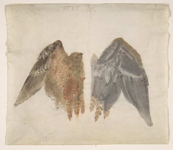 Bittern's Wings: study showing both sides — Albrecht Dürer