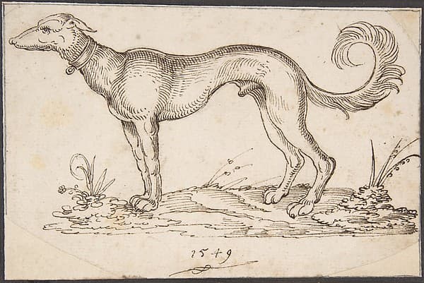 A Greyhound in Profile Facing Left — Virgil Solis