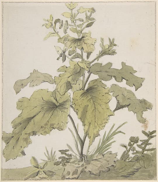 Study of a Plant — Christian Wilhelm Ernst Dietrich