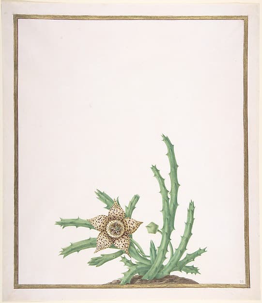 A Stapelia Variegata — Nicolas Robert