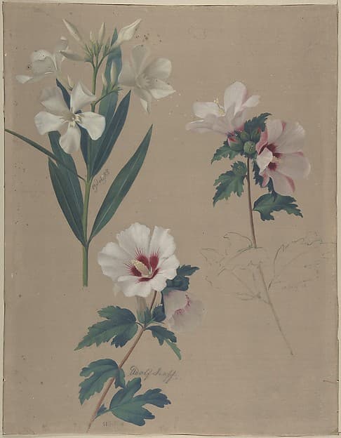 Study of Hibiscus Plants — Adolf Senff