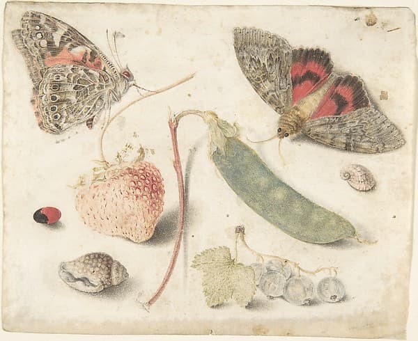 Studies of Fruits, Insects and Shells — Georg Flegel