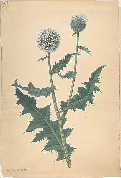 Study of a thistle — James Sowerby