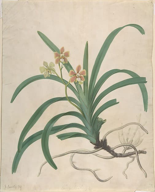 Study of an orchid, "Vanda Roxburgia" — James Sowerby
