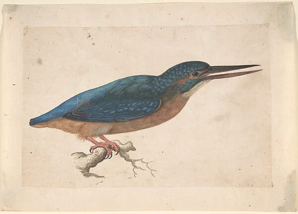 A Kingfisher on a Branch — Jacques Le Moyne de Morgues