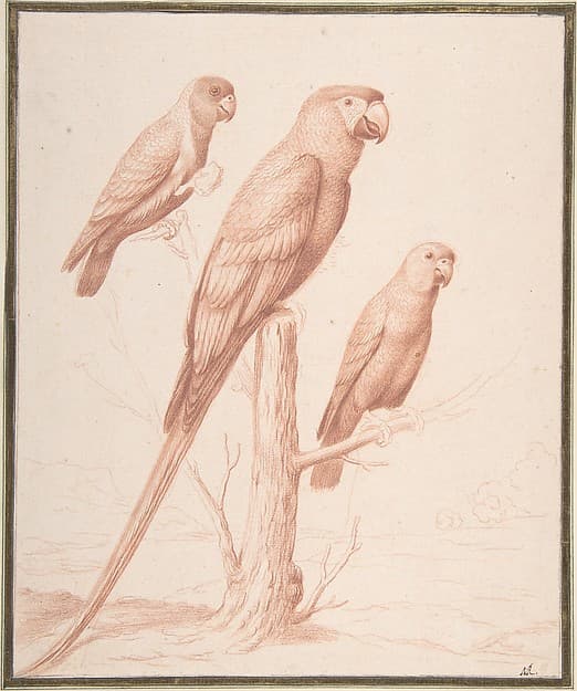 Three Parrots — Nicolas Robert