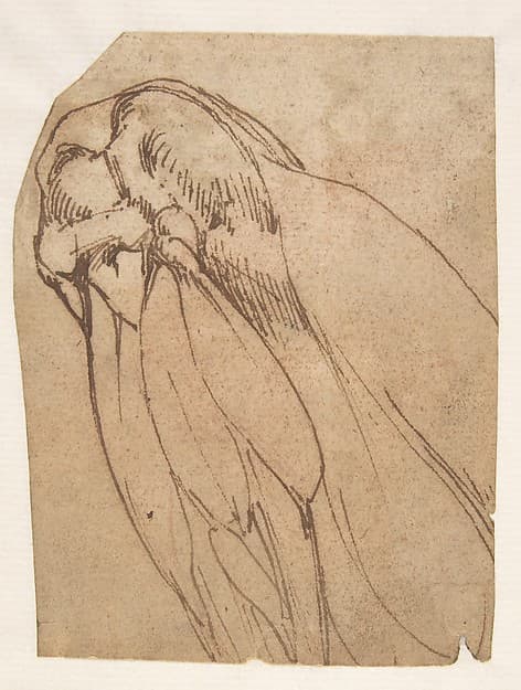 Anatomical Study of a Knee — Michelangelo Buonarroti