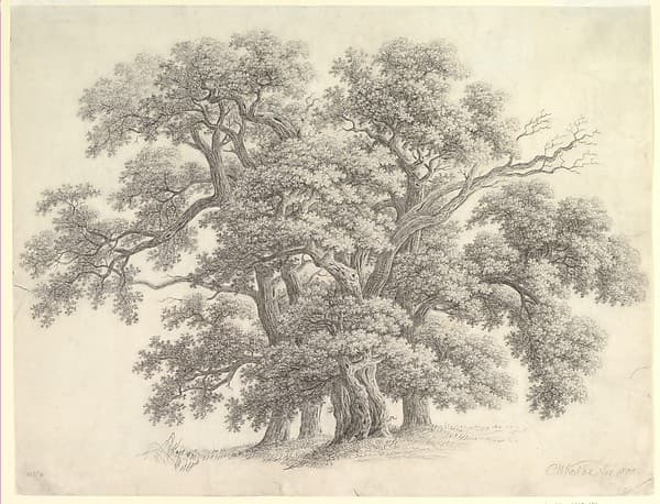 Study of Oak Trees (recto) — Carl Wilhelm Kolbe