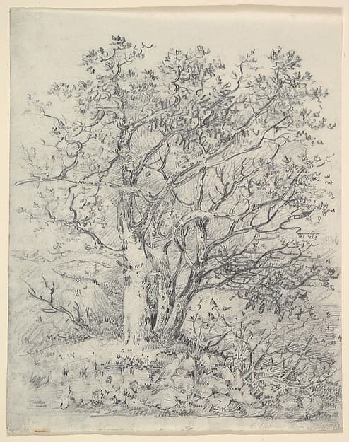 Study for Three Trees — John Crome