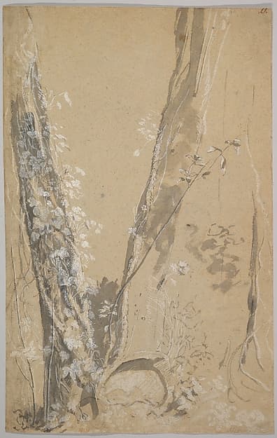 Study of Overgrown Trees; verso: Study of a Cypress and Two Overgrown Trees — Joseph Werner the Younger