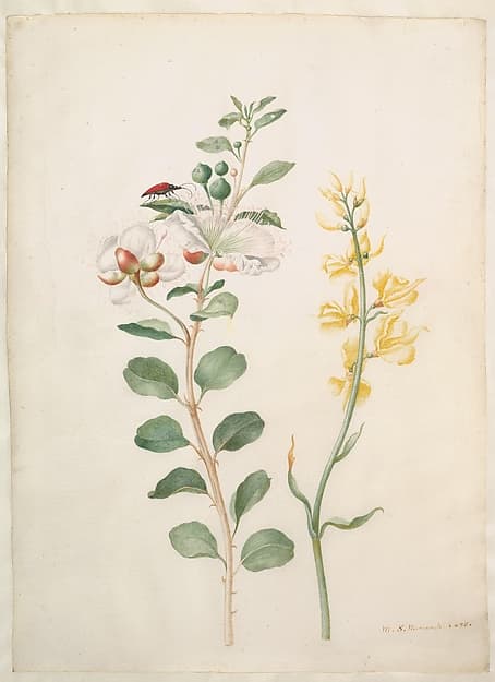 Study of Capers, Gorse, and a Beetle — Maria Sibylla Merian