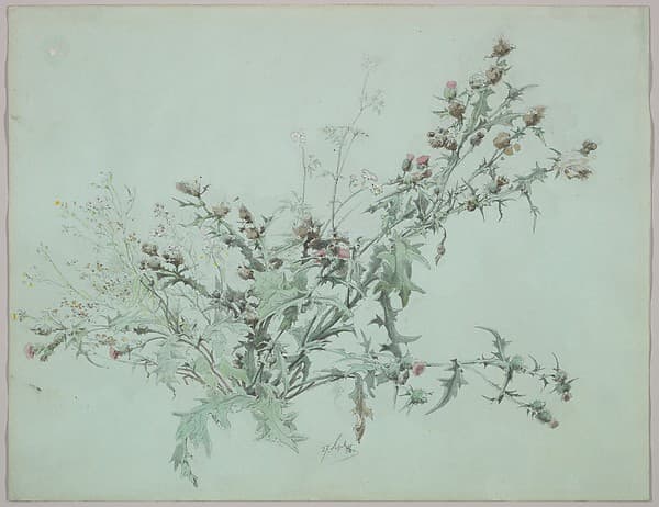 Study of a Flowering Thistle — Carl Georg Anton Graeb