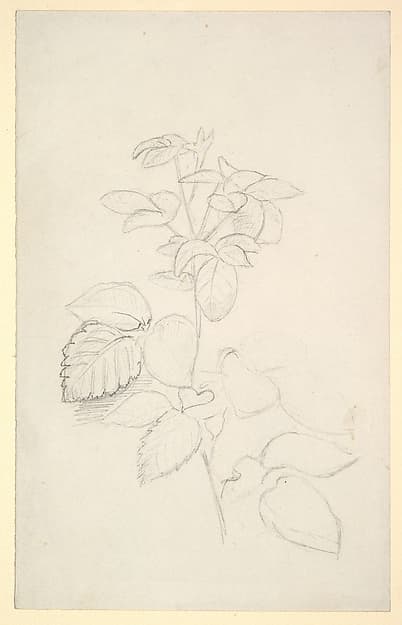 Study of a plant — George Richmond