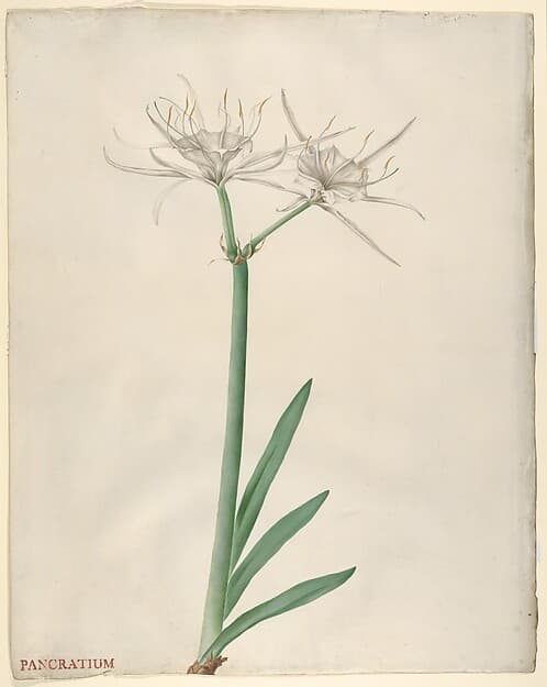 Pancratium (American narcissus) — Georg Dionysius Ehret