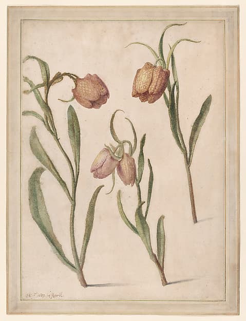 Study of Three Fritillaries — Herman Saftleven II
