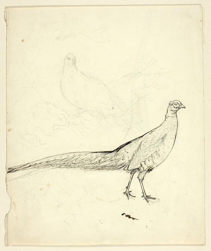 Two Sketches of Pheasant (recto); Sketch of Pheasants and Female Nude (verso) — Henry Stacy Marks
