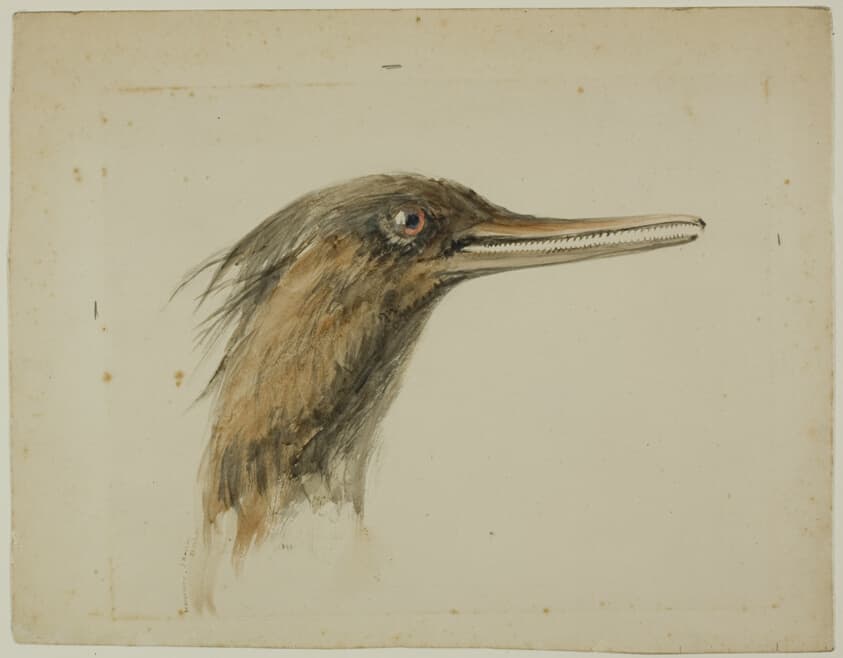 Merganser — John Ruskin