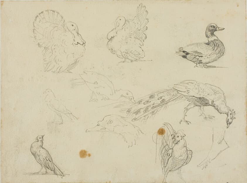 Sketches of Fowl — Jean Louis André Théodore Géricault