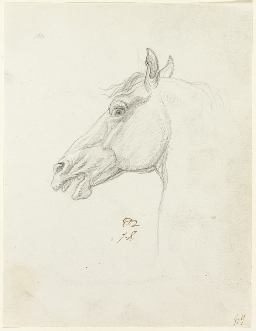 Horse's Head — Jacques-Louis David