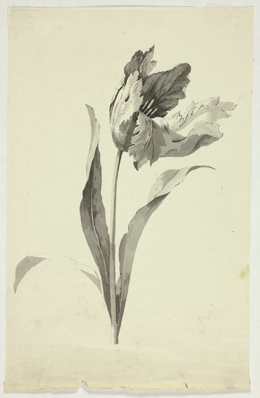 Tulip — Pierre Antoine Mongin