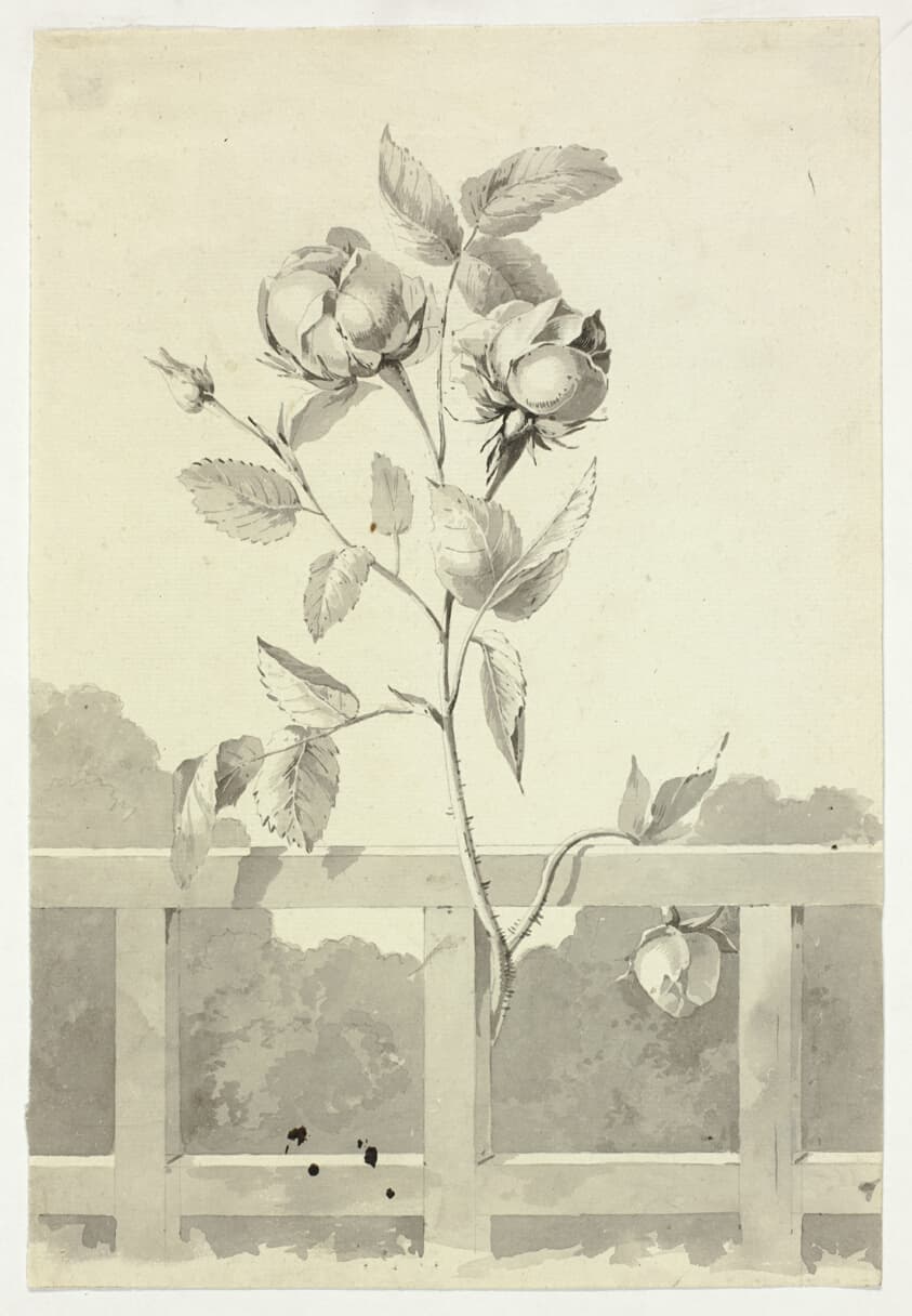 Rose — Pierre Antoine Mongin