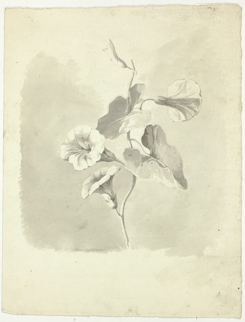 Morning Glories — Pierre Antoine Mongin