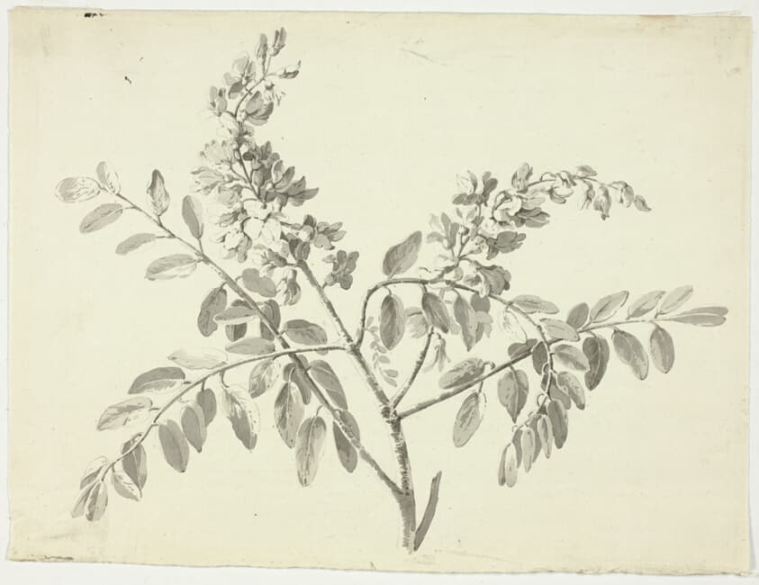 The Flowering Branch — Pierre Antoine Mongin