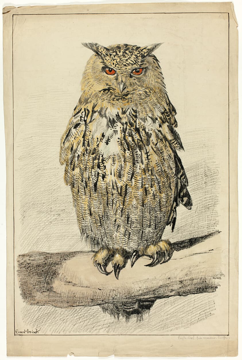 Eagle-Owl — Ernest Henry Griset