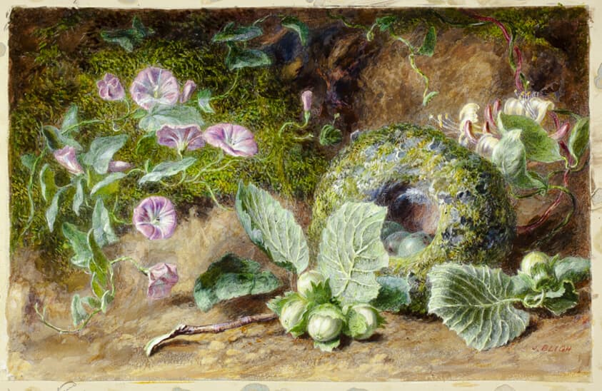 Convobuli and Nest — Jabez Bligh
