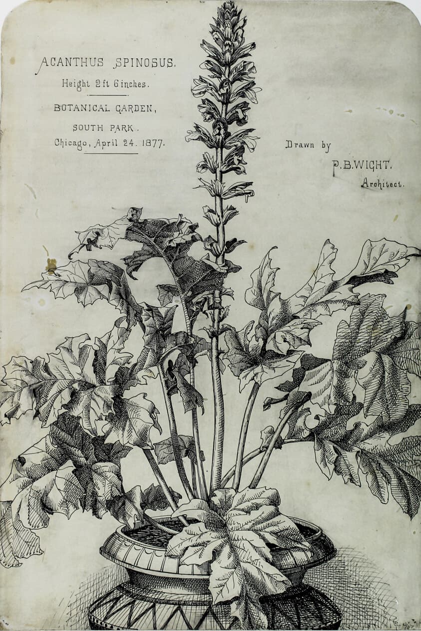 Acanthus Spinosus, Presentation Drawings — Peter Bonnett Wight