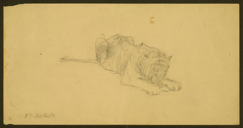 Tiger (recto); Nude Studies (verso) — John Marin