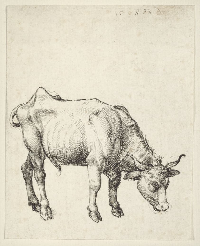 Young Bull — Albrecht Dürer