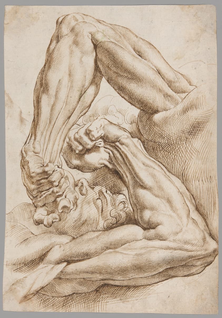 A Sheet of Anatomical Studies — Peter Paul Rubens