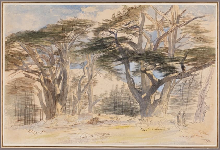 The Cedars of Lebanon — Edward Lear