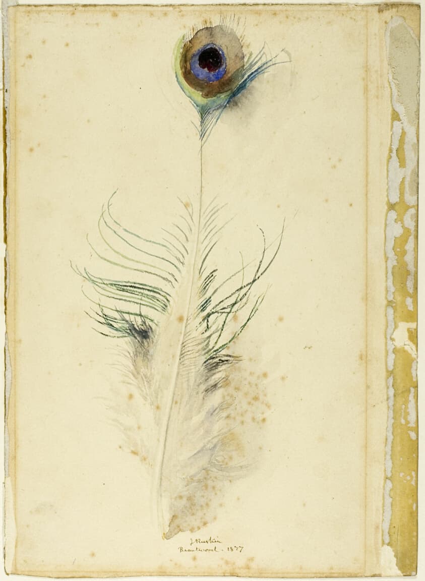 Peacock Feather — John Ruskin