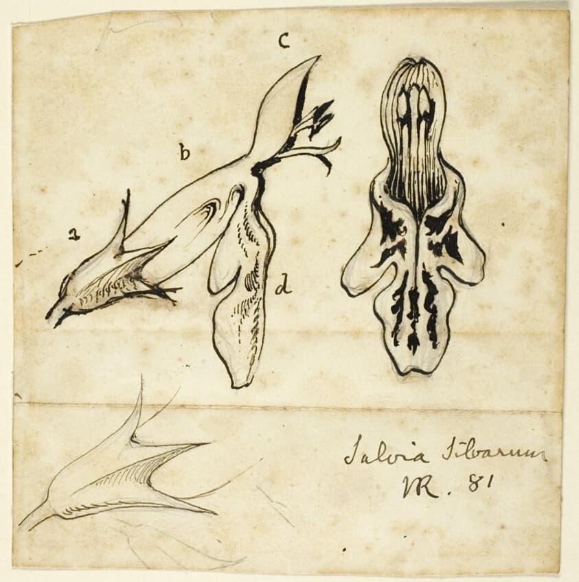 Salvia Silvarum — John Ruskin