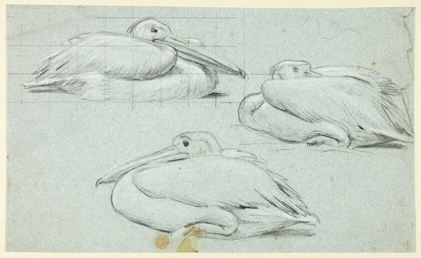 Three Sketches of Pelicans — Henry Stacy Marks