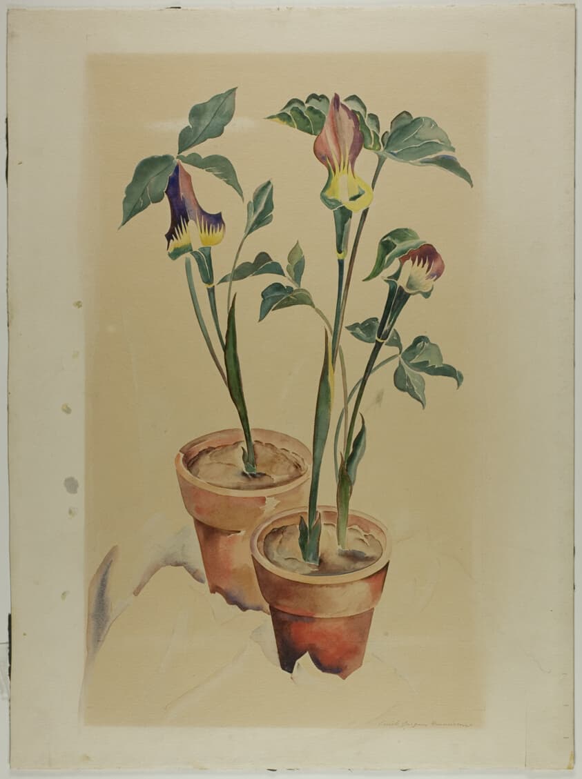 Jack in the Pulpit — Emile Jacques Grumieaux