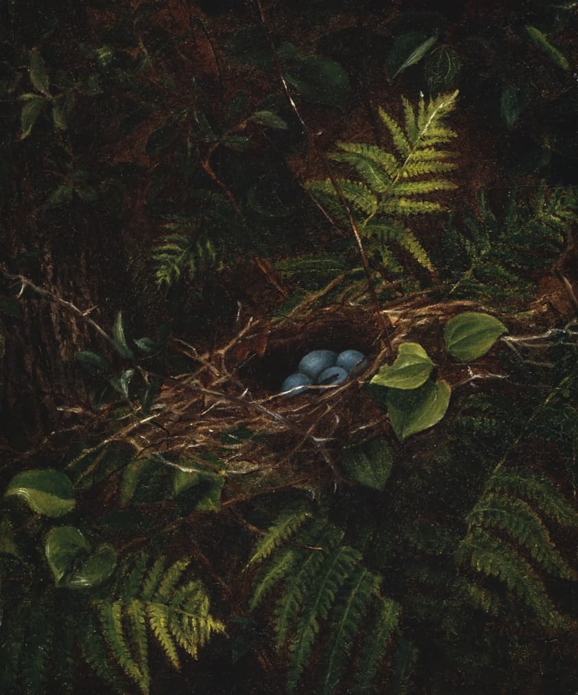 Bird's Nest and Ferns — Fidelia Bridges