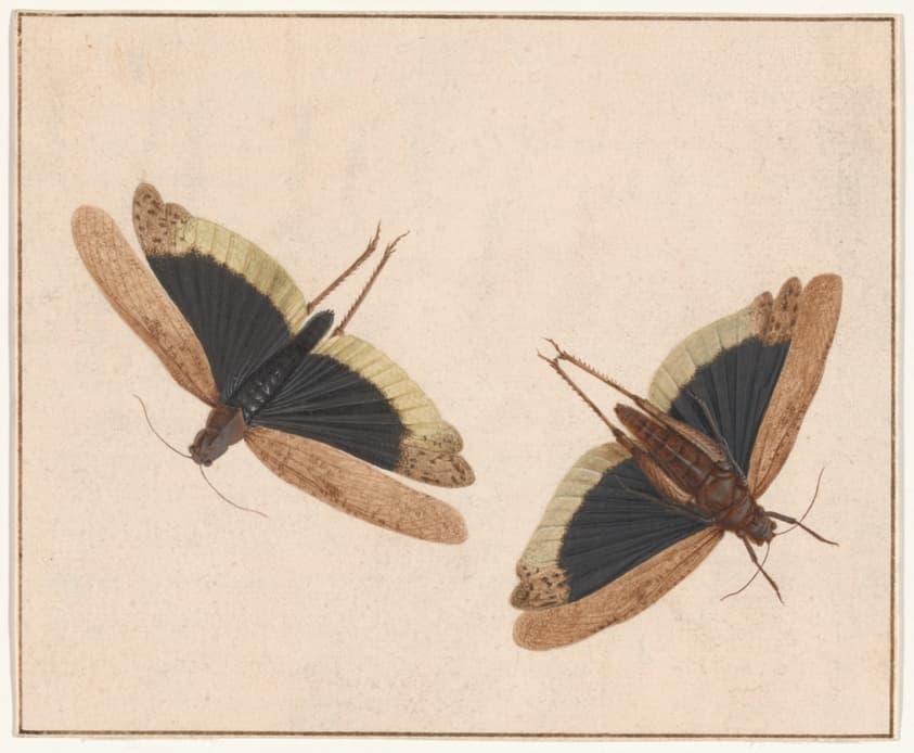 Two Grasshoppers — Herman Henstenburgh