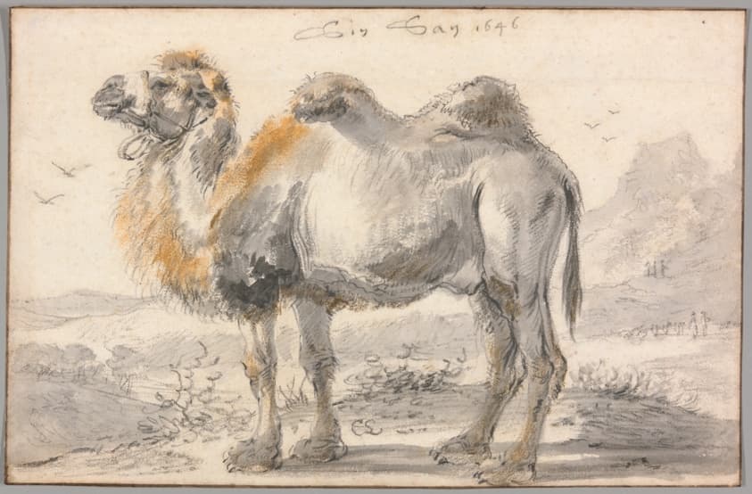 A Camel — Cornelis Saftleven