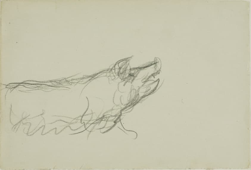 Study of a Hog — John Steuart Curry
