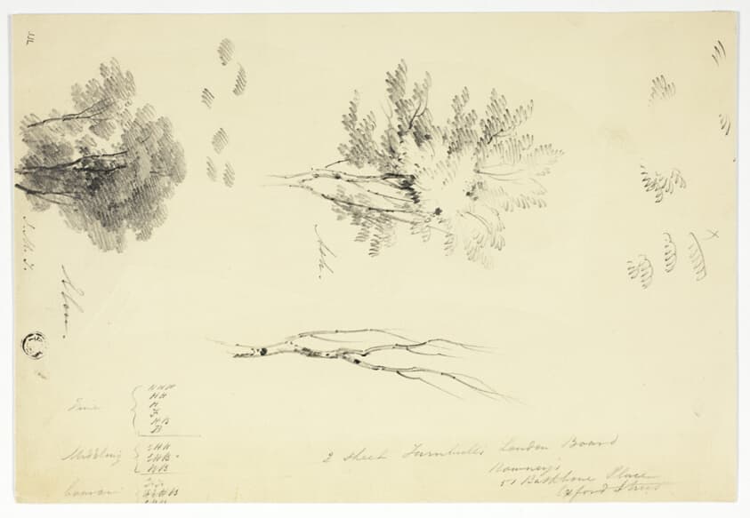 Sketches of Elm and Ash Trees — Joseph Mallord William Turner